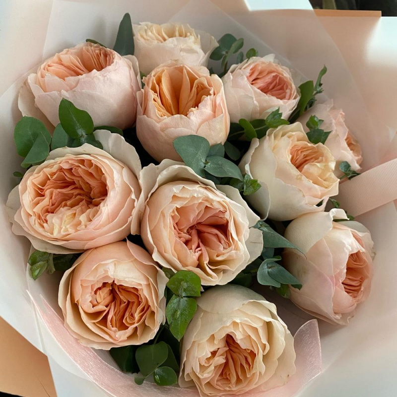 11 пионовидных роз Джульетта Дэвида Остина