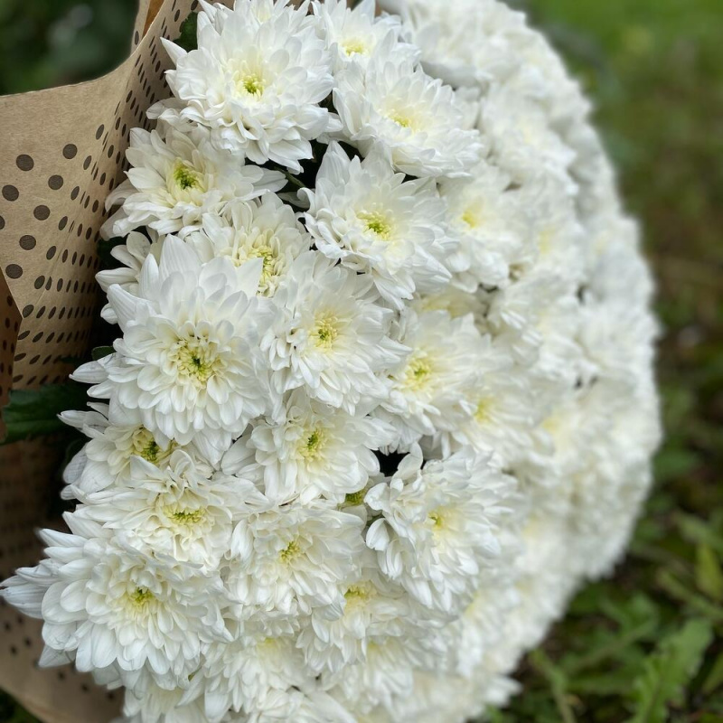 19 белых хризантем