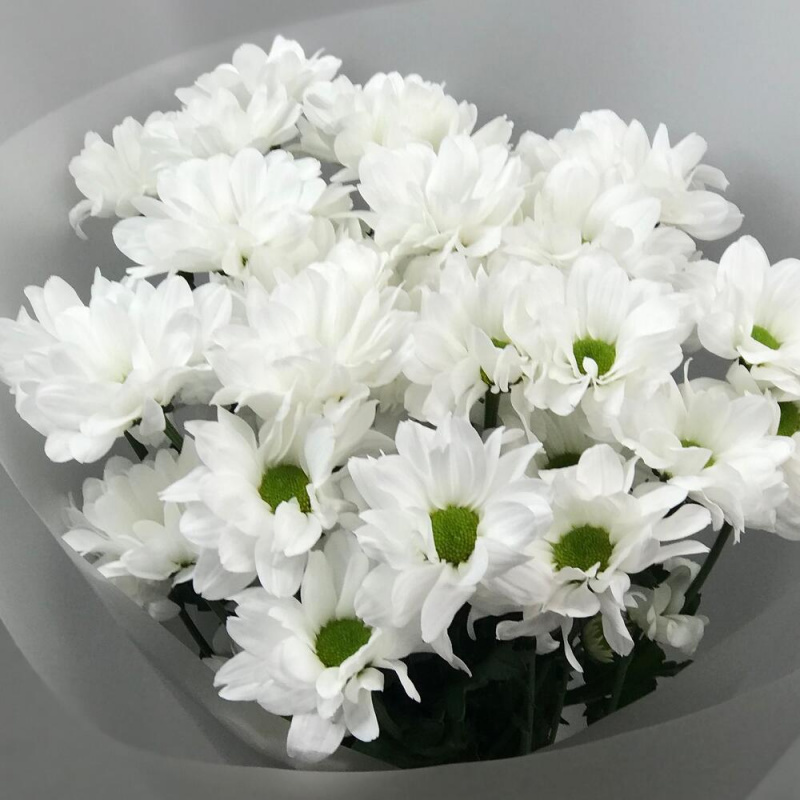 5 белых хризантем