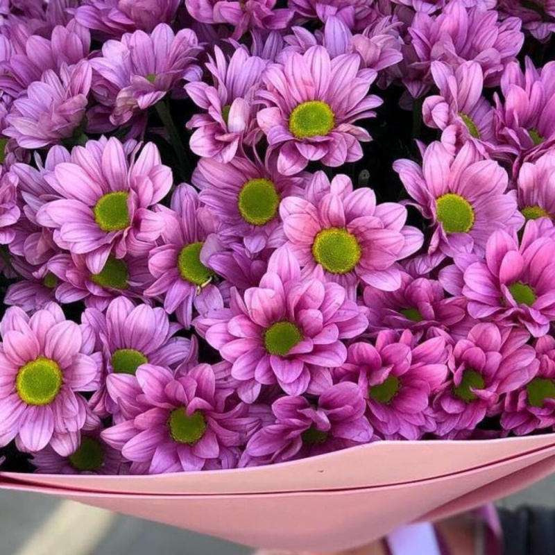 15 фиолетовых хризантем