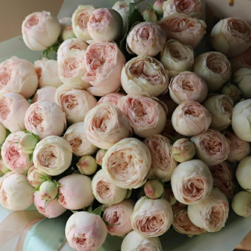 25 кустовых пионовидных роз