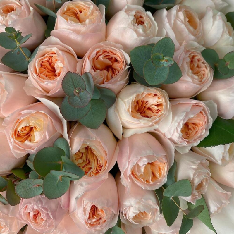 47 пионовидных роз Джульетта