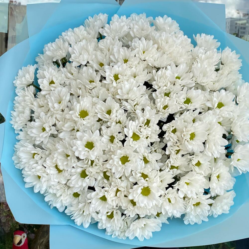 25 белых хризантем