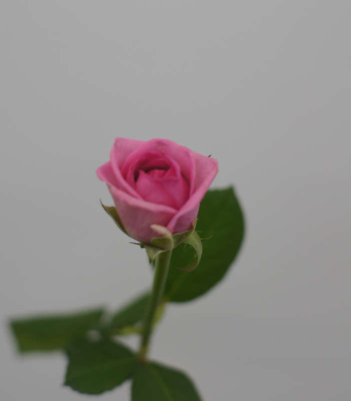 Розовые розы поштучно