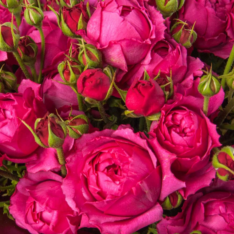 Букет из 19 кустовых роз Баблс