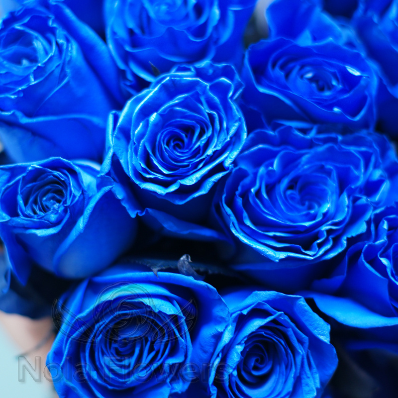 15 синих роз (Эквадор)