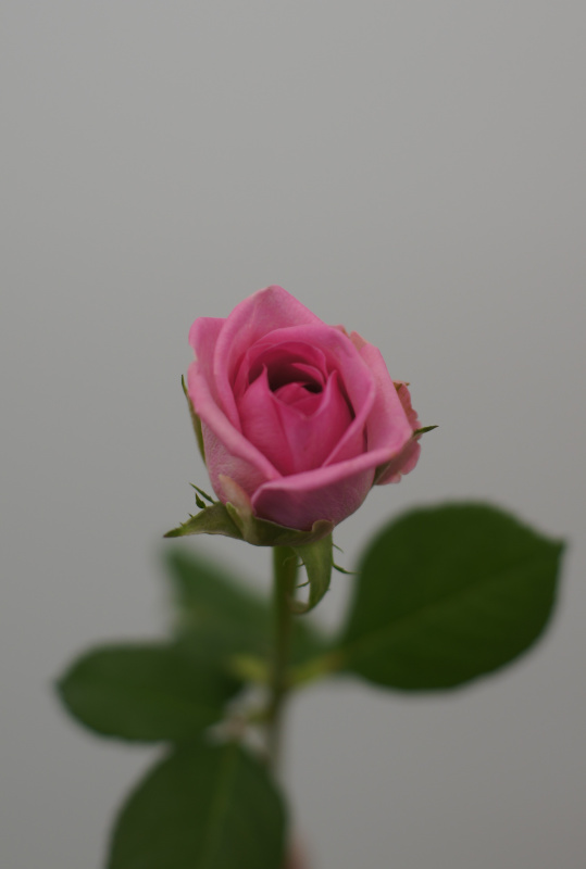 Розовые розы поштучно