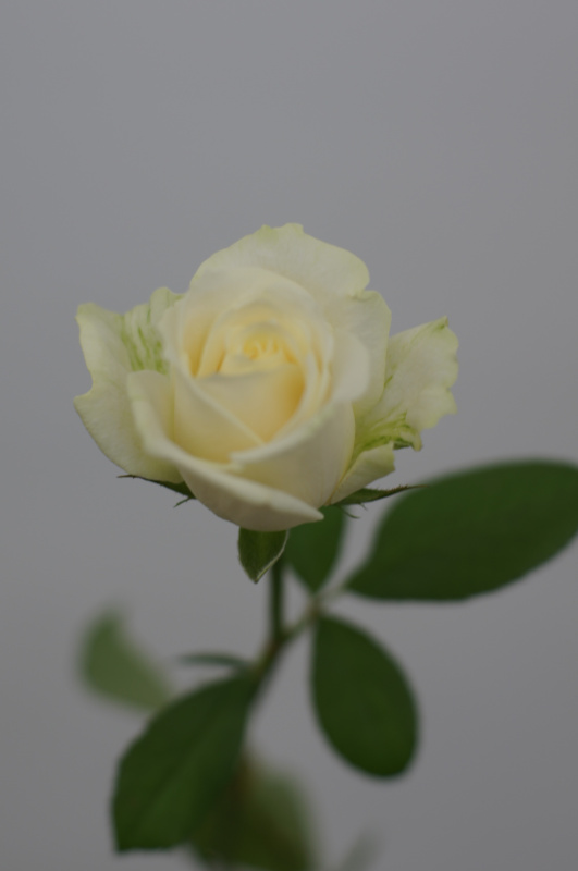 Белые розы поштучно