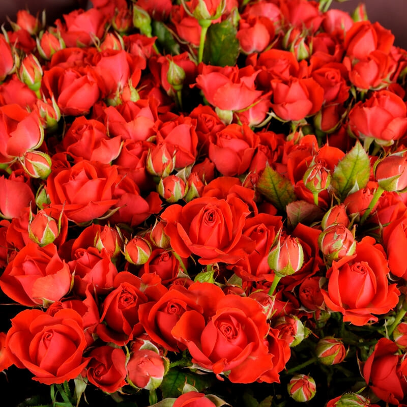 Букет из 41 красной кустовой розы