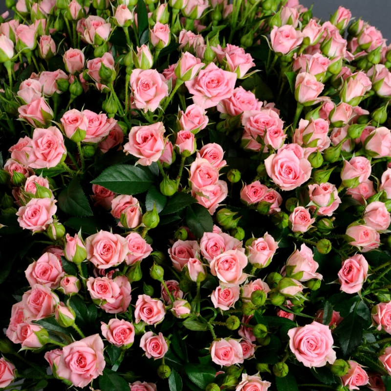 51 нежно-розовая кустовая роза
