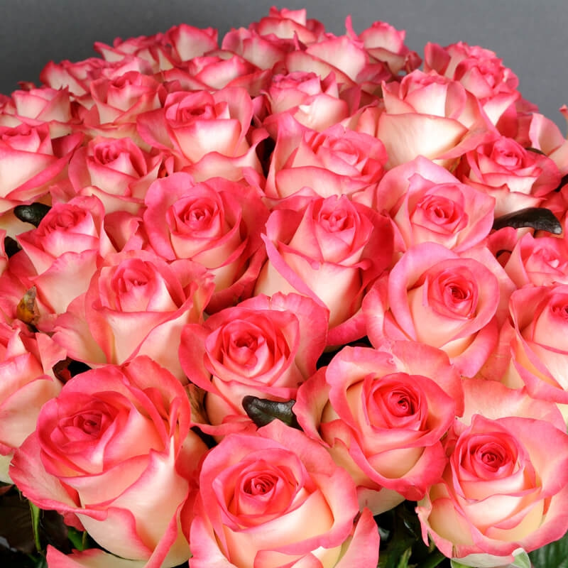 51 розовая роза Джумилия