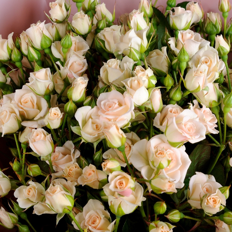 19 кремовых кустовых роз