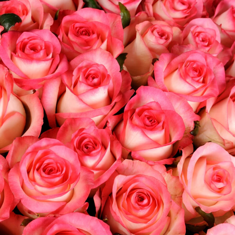 125 розовых роз Джумилия