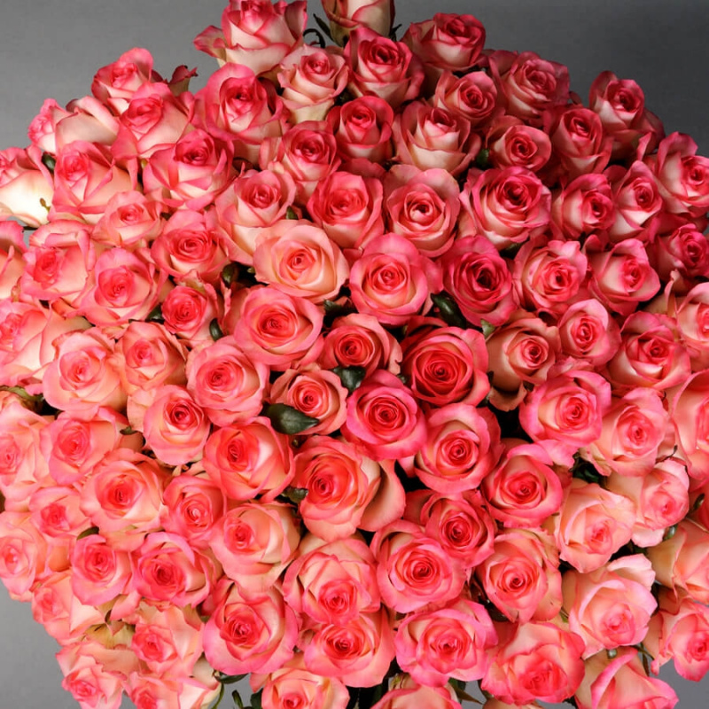 101 розовая роза Джумилия