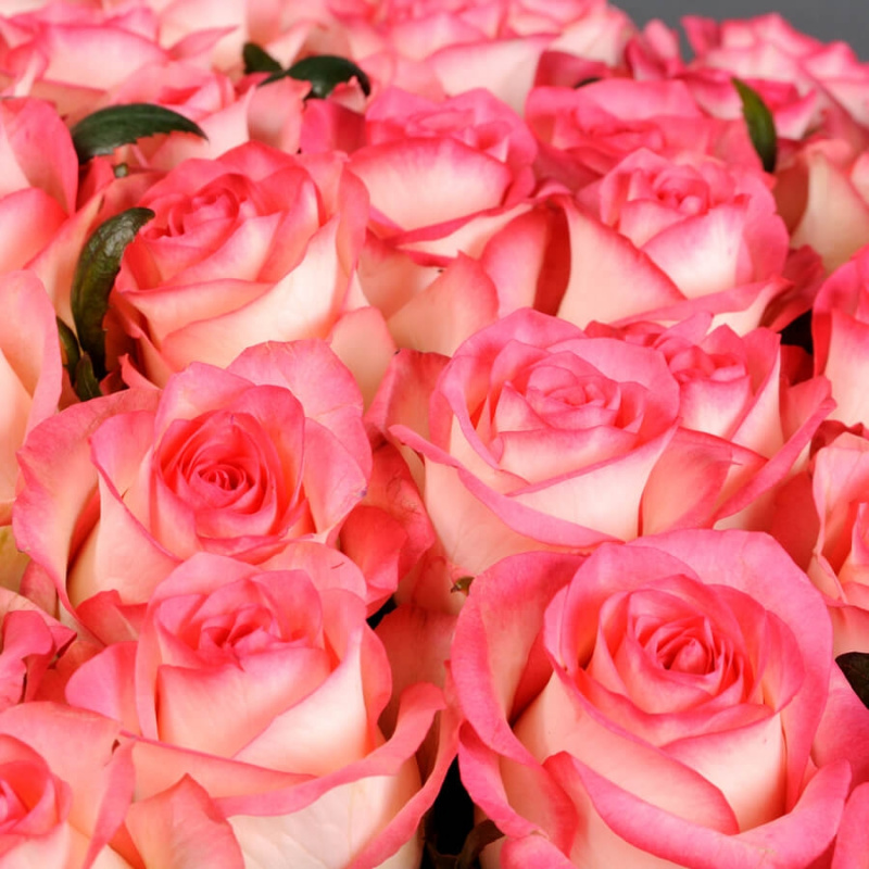 101 розовая роза Джумилия