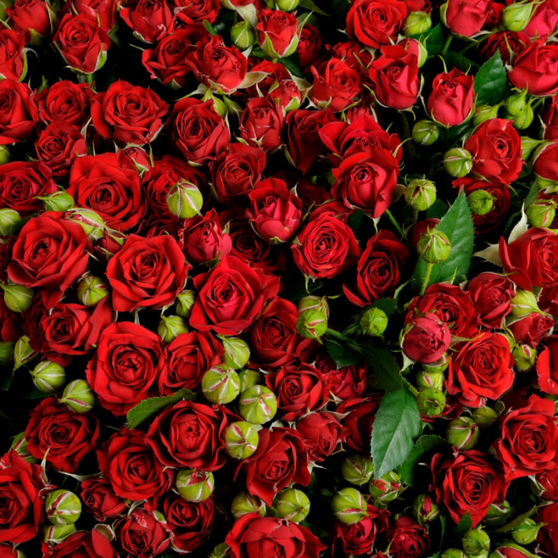 101 красная кустовая роза Ванесса