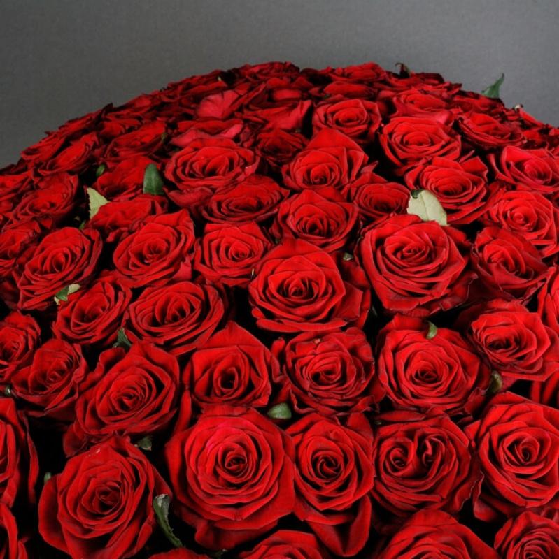 101 красная роза