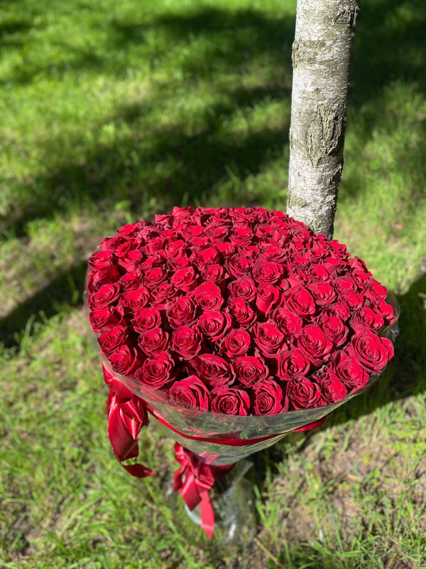 101 гигантская красная роза