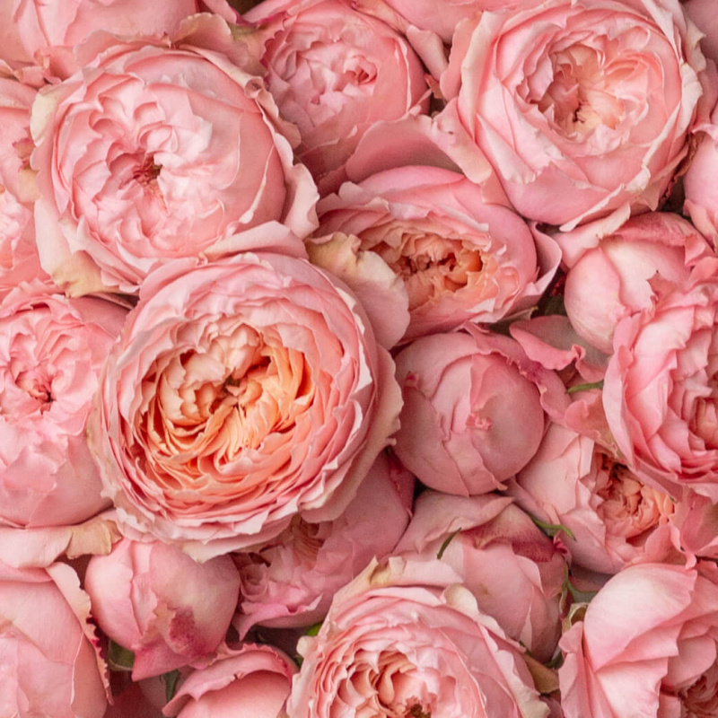 Букет из 9 пионовидных кустовых роз Джульетта
