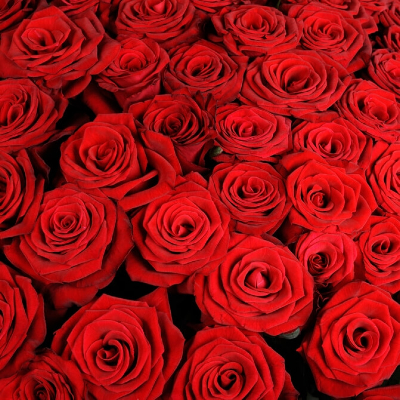 151 красная роза