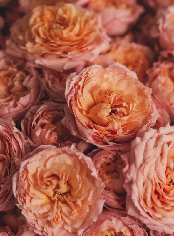 Букет из 19 пионовидных кустовых роз Джульетта
