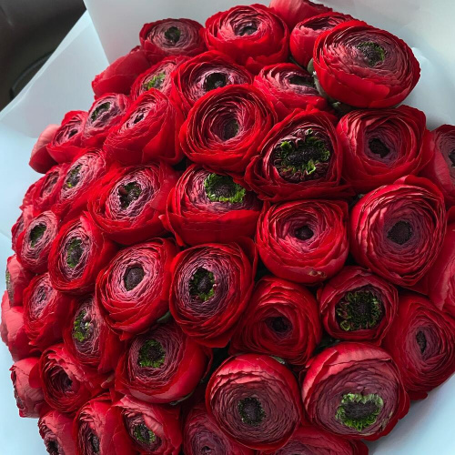 51 красный ранункулюс