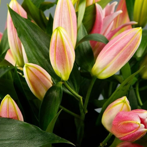 9 розовых лилий