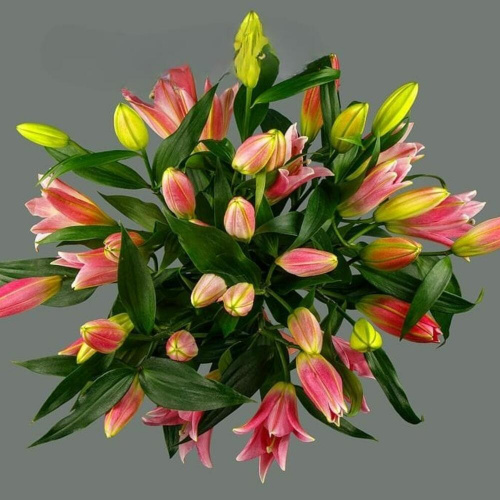 9 розовых лилий