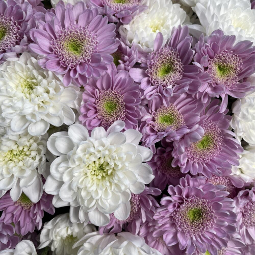 25 белых и фиолетовых хризантем