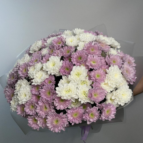 25 белых и фиолетовых хризантем