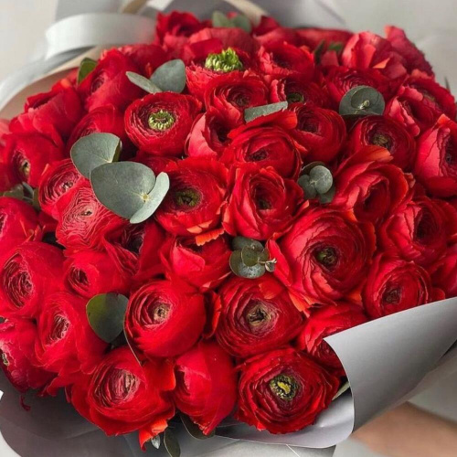 51 красный ранункулюс