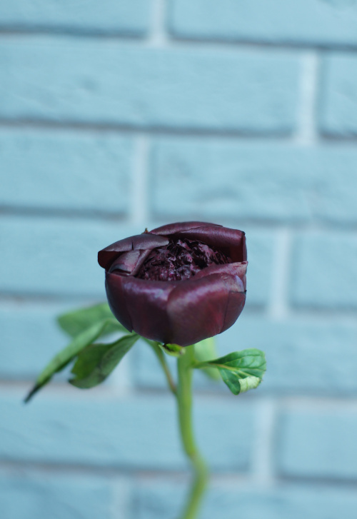 Красные пионы поштучно