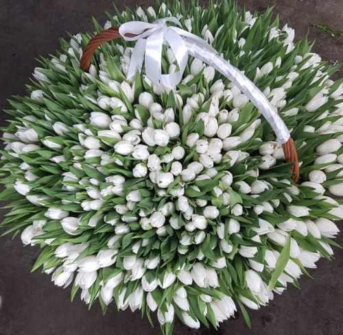 1001 белый тюльпан