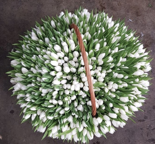 1001 белый тюльпан