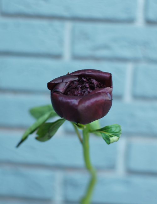 Красные пионы поштучно