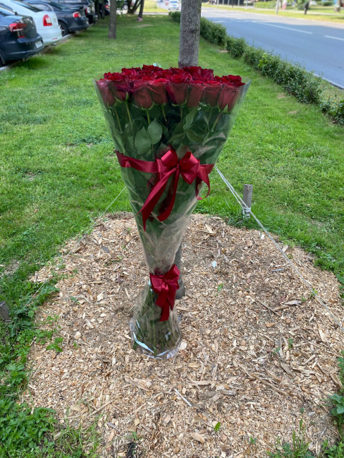 51 гигантская красная роза