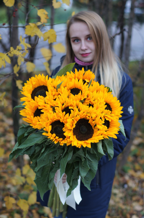 13 подсолнухов