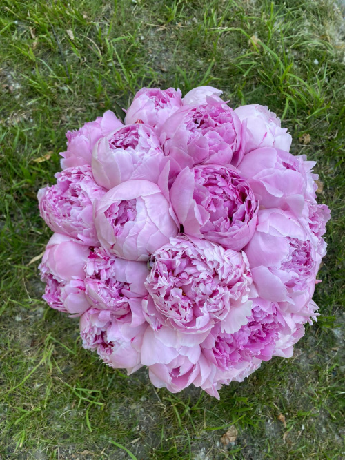 25 пионов Сара Бернар в коробке