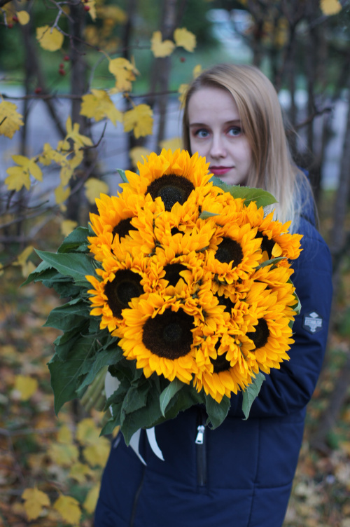 13 подсолнухов