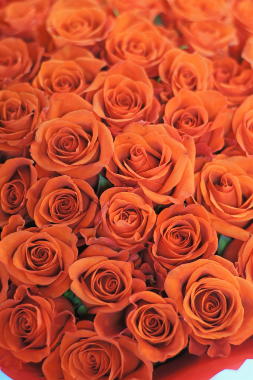 75 оранжевых роз (Кения)