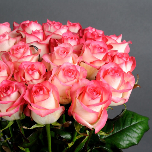 25 розовых роз Джумилия