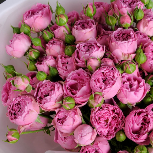 Букет из 15 кустовых роз Мисти Баблс