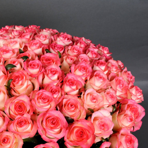 101 розовая роза Джумилия