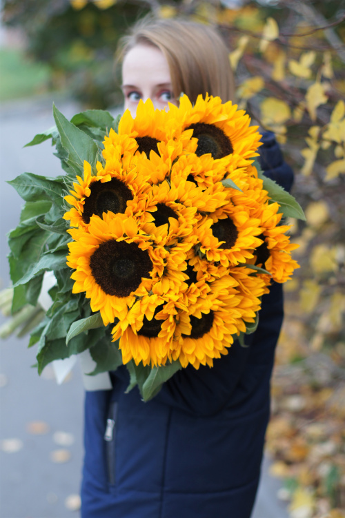 13 подсолнухов