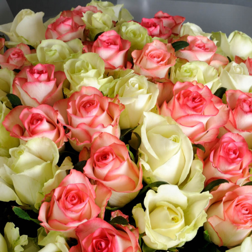 51 белая и розовая роза