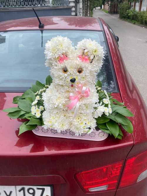 Белый зайка