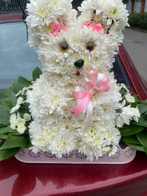 Белый зайка