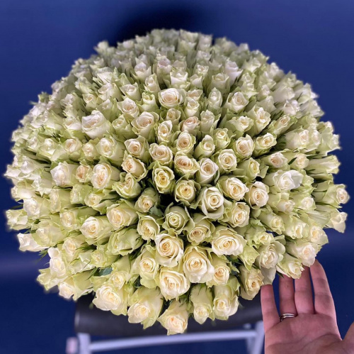 201 белая роза (Кения)