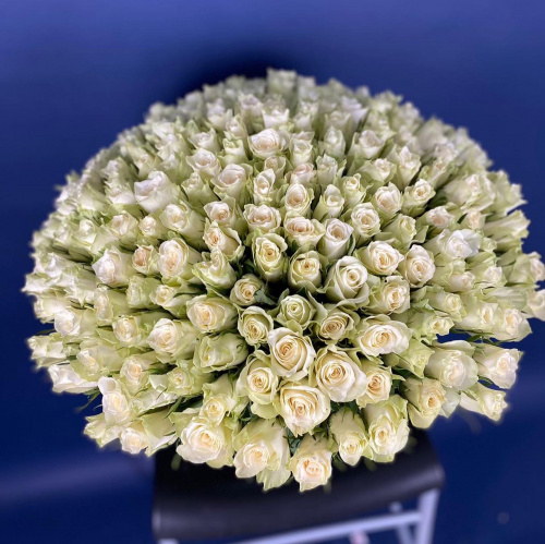 201 белая роза (Кения)