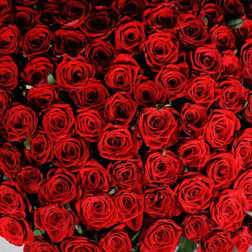 101 красная роза